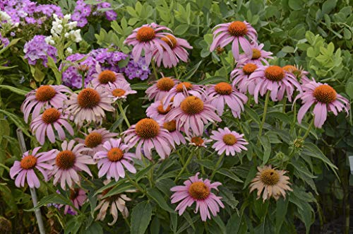 Prairie Splendor Coneflower flowering in garden setting showing multiple blooms