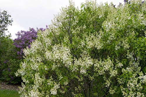 Primrose Lilac tree full of blooms