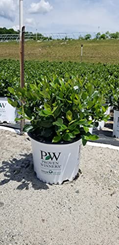 Product page graphic or additional lifestyle image possibly showing the shrub in landscape setting. 