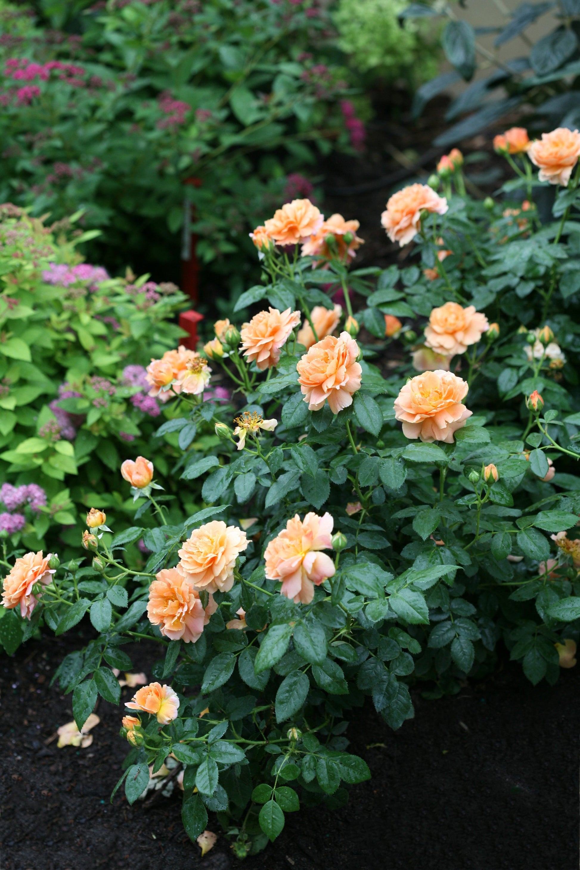 Proven Winners At Last® rose plant in a nursery container with multiple vibrant orange flowers and healthy dark green leaves