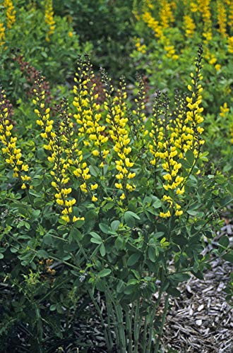 Proven Winners Baptisia Decadence Lemon Meringue plant with yellow flowers
