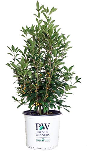 Proven Winners Berry Heavy Gold Winterberry shrub