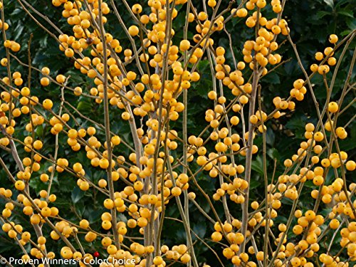 Proven Winners Berry Heavy Gold Winterberry shrub with dense clusters of bright gold berries on bare branches in a nursery container