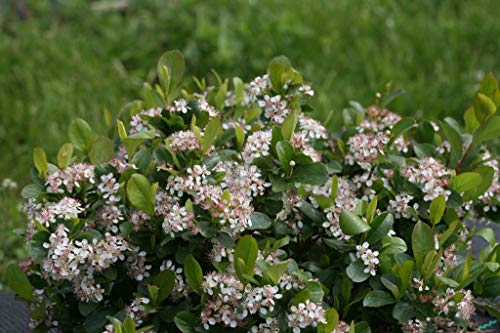 Proven Winners® Low Scape Mound Aronia shrub in a nursery container with green leaves and spring white flowers.