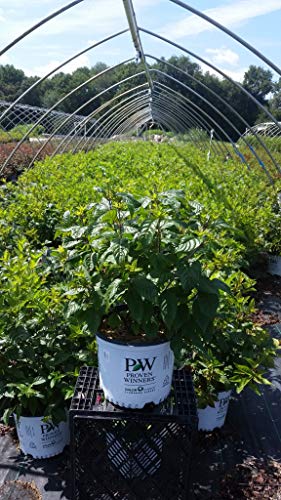 Proven Winners Sugar Shack® Buttonbush shrub in a #3 nursery container with green foliage and branches