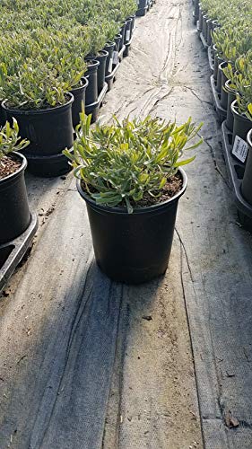 Provence Lavender in nursery ready to plant