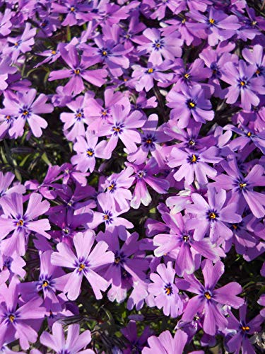 Purple Beauty Moss Phlox covered in blooms