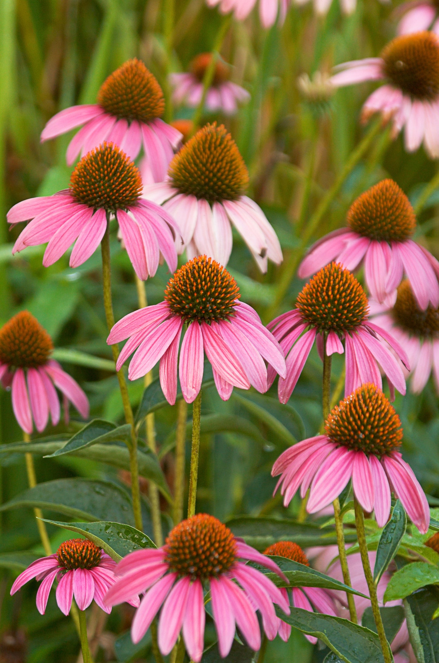 Purple Coneflower close up flower petals