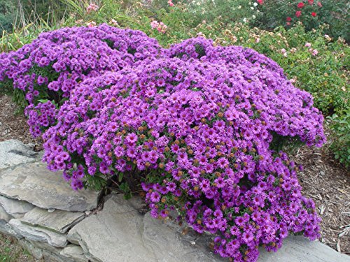 Purple Dome Aster showing foliage and bright purple flowers