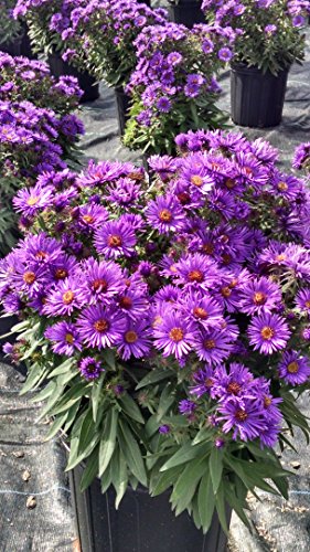 Purple Dome New England Aster plant with deep purple flowers and yellow centers
