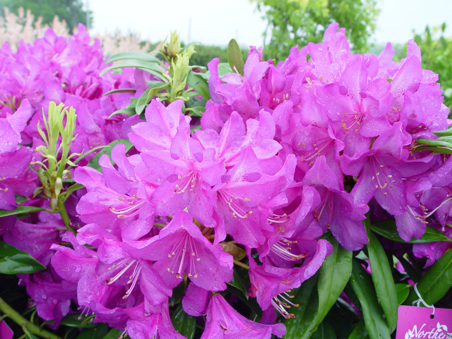 Purple Passion Rhododendron flower close up covered in blooms