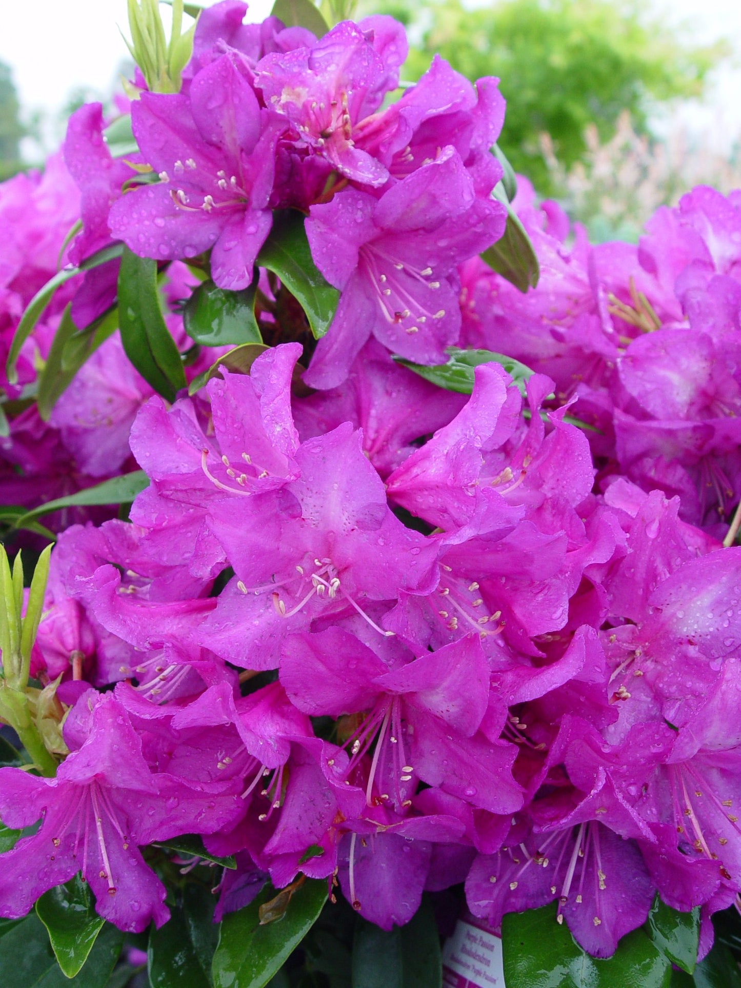 Purple Passion Rhododendron flower close up