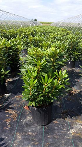 Purple Passion Rhododendron showing leaves