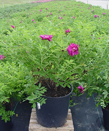 Purple Pavement Rose in nursery