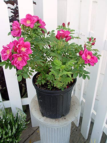 Purple Pavement Rose in outdoor setting