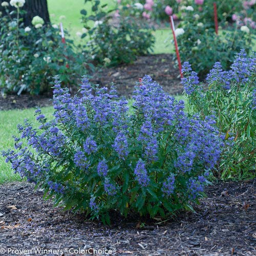 Purple flowering garden shrub with green leaves in a landscaped bed