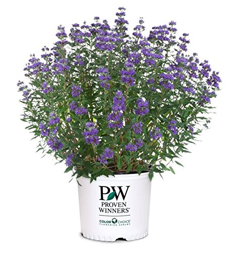 Purple flowering perennial plant in a white nursery pot