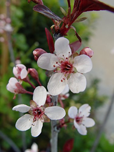 Purpleleaf Sandcherry flower close up