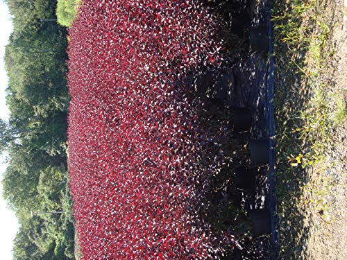 Purpleleaf Sandcherry plant in garden setting with purple foliage