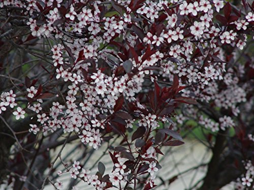 Purpleleaf Sandcherry shrub showing branch structure and foliage
