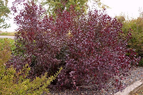 Purpleleaf Sandcherry shrub showing branch structure and foliage