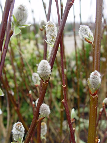Pussy Willow branches with emerging foliage