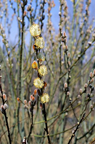 Pussy Willow shrub with multiple catkin clusters