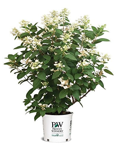 Quick Fire Fab® Panicle Hydrangea in branded pot