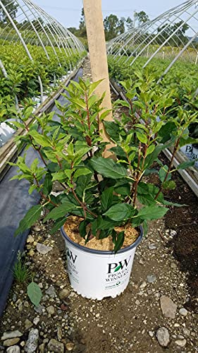 Quick Fire Fab® Panicle Hydrangea shrub with white-to-pink conical blooms in a nursery pot