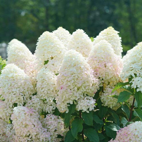 Quick Fire Fab® Panicle Hydrangea white blooms