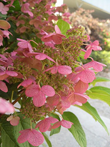 Quick Fire Fab® hydrangea bloom cluster turning from white to soft pink