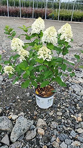 Quick Fire Fab® shrub in a container highlighting upright growth habit