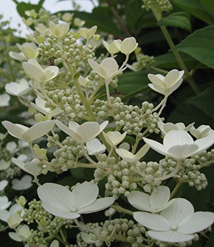 Quick Fire® Hydrangea flower close up