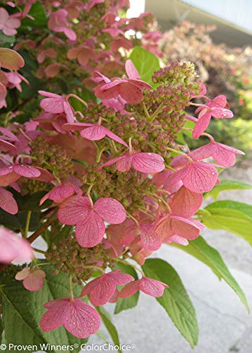 Quick Fire® Hydrangea flower focus