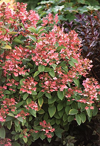 Quick Fire® Hydrangea flowering in the garden