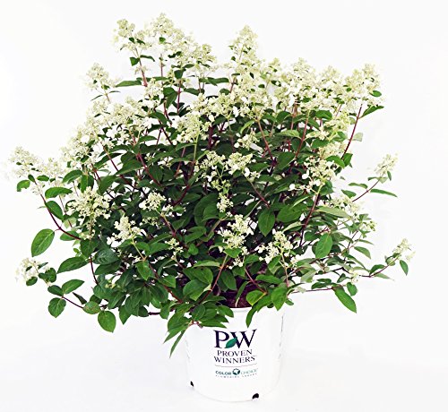 Quick Fire® Hydrangea in proven winners pot