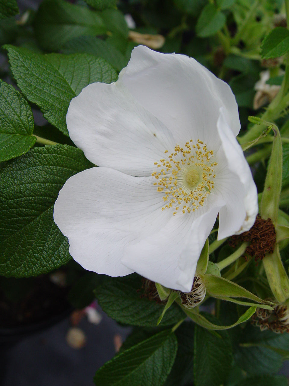 White Rugosa Rosa