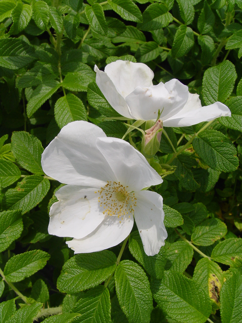 White Rugosa Rosa