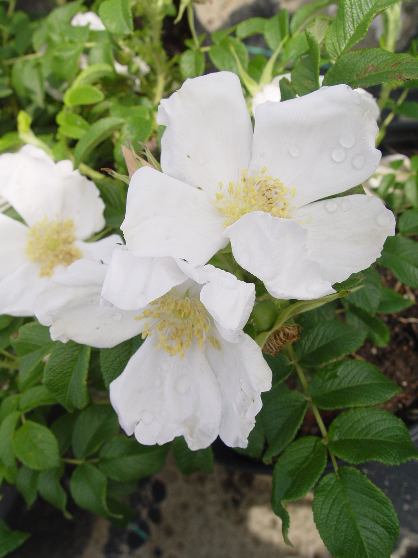 White Rugosa Rosa