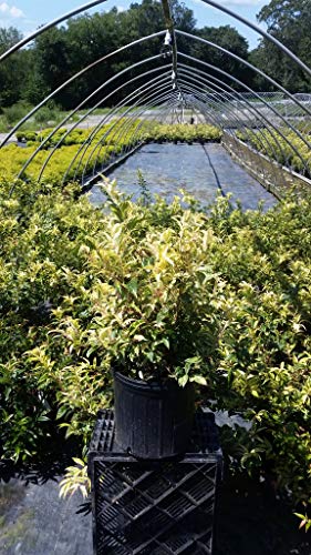 Rainbow Leucothoe in nursery