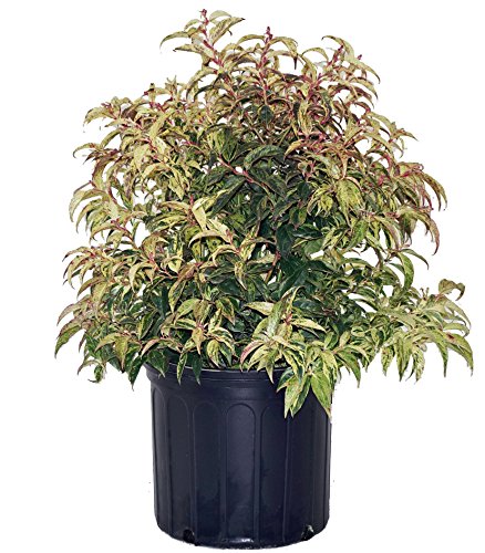 Rainbow Leucothoe in pot