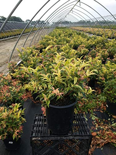 Rainbow Leucothoe shrub in a garden setting emphasizing texture and foliage pattern