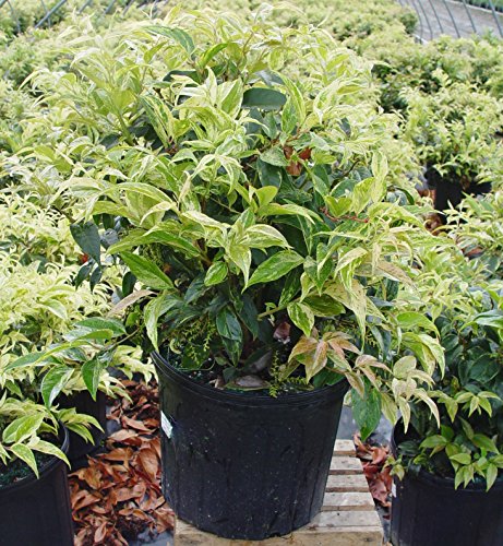 Rainbow Leucothoe shrub showing variegated multicolor leaves in shades of cream, pink, green, and bronze