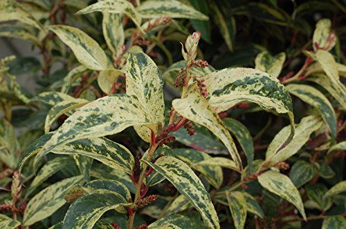 Rainbow Leucothoe variegated leaves