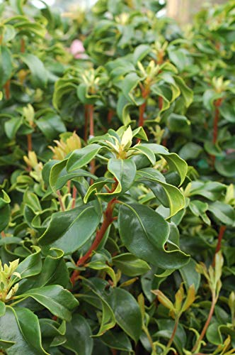 Raspberry Glow Mountain Laurel dark green foliage focus