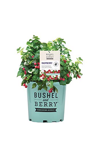 Raspberry Shortcake® Raspberry i branded pot