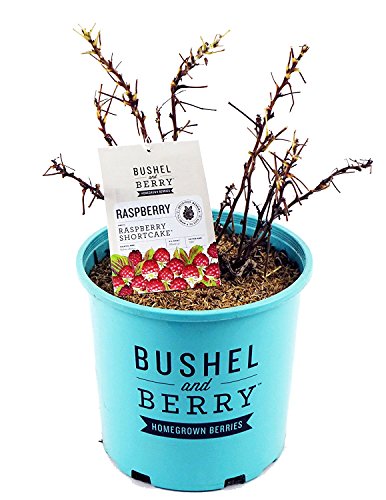 Raspberry Shortcake no leaves in pot