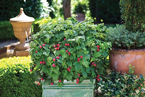 Raspberry Shortcake plant with developing red raspberries