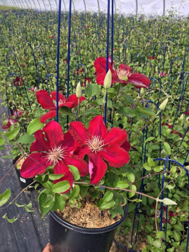 Rebecca Clematis plant in an 8″ container with red blooms and green leaves