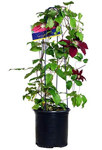 Rebecca Clematis with vibrant red flowers and creamy yellow centers